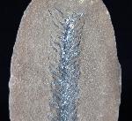 Lepidostrobus sp. BRONGNIART 1828 (Fruchtstand Schuppenbaum) - Bild © FossNet FossilienStore